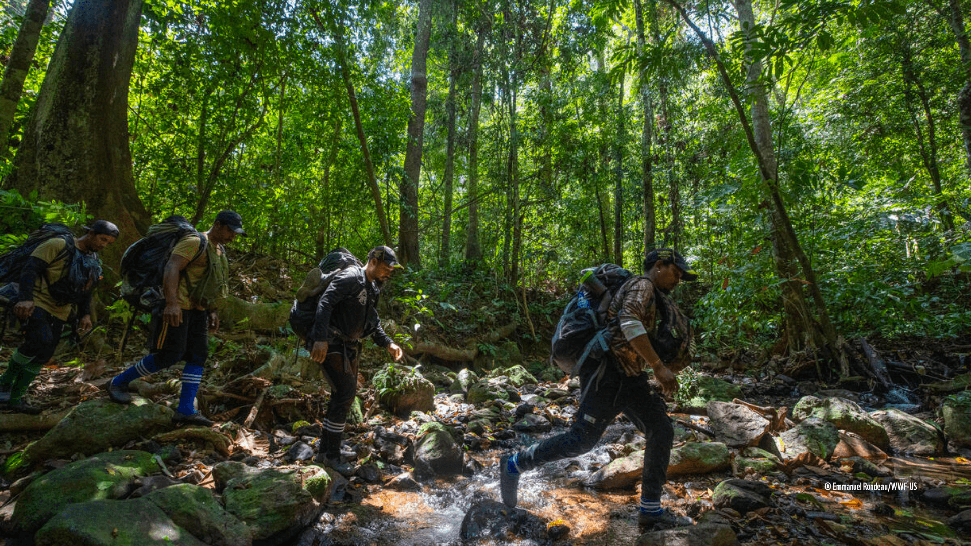 Forest Crossing Trails