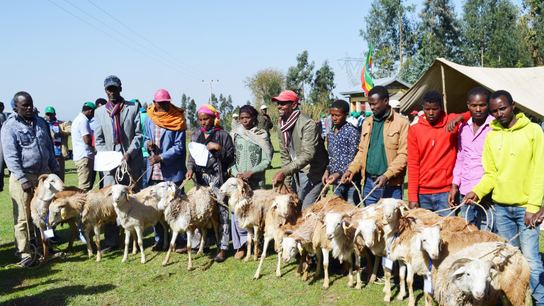 Breed Improvement Programs